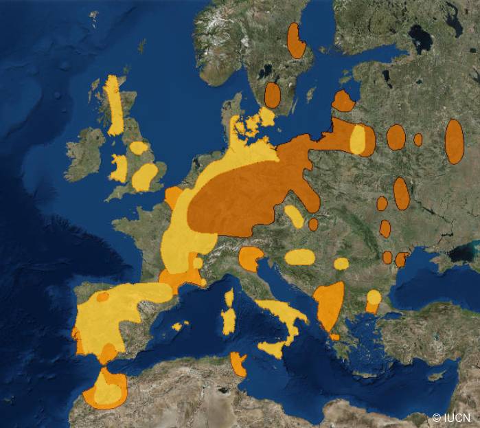 Verbreitung des Rotmilans Verbreitung des Rotmilans