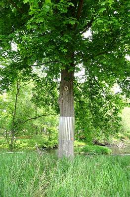 Horstbaum mit Manschette