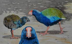 Familie Takahe