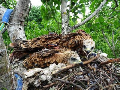 Rotmilan-Nestlinge mit Sendern im Horst