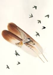 [(c): Corinna Langebrake]