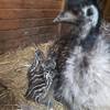F&uuml;nf Emu-Babys im Tiergarten geschl&uuml;pft