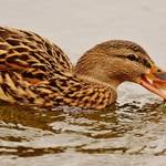 [(c): 1227854_wasservogel_fressen_füttern_pixabay.jpg]