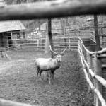 [(c): Archiv M. Stribrny]