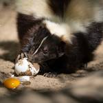 [(c): D. Neubert, Tiergarten Halberstadt]