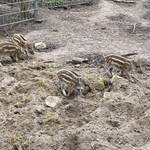 (c) Stadt Halberstadt, Pressestelle