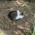 40. Tiergartenfest [(c) Stadtmarketing/Öffentlichkeitsarbeit]