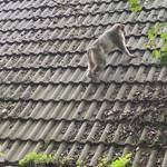 40. Tiergartenfest [(c) Stadtmarketing/Öffentlichkeitsarbeit]