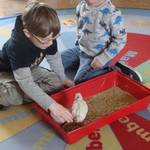 Küken Freddy erobert die Kita Holzbergwichtel