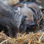 (c) Florian Hartmann