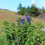 Pflanzen im Nationalpark Harz