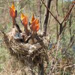 2 Junge Stentorrohrsänger im Tamariskennest_Nassersee_6-2022.jpg