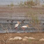 3 Nimmersatte und Moorenten nahe Abu Simbel_6-2022b.jpg