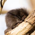 Der kleine Baumstachler