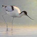 Säbelschnäbler Säbelschnäbler