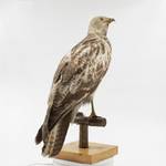 Mäusebussard_Buteo buteo Mäusebussard_Buteo buteo