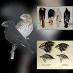 Die Einflüsse auf Charles Darwins Evolutionstheorie