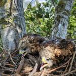 besenderte Rotmilane im Nest
