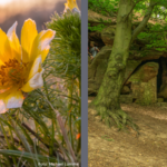 Huywanderung_Adonisröschen und Sprichwörtlich durch den Huy