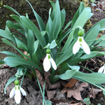 Schneeglöckchen im Landschaftspark