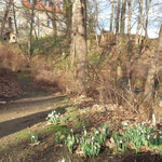 Schneeglöckchen im Landschaftspark