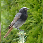 Hausrotschwanzmännchen auf Beobachtungsposten Hausrotschwanzmännchen auf Beobachtungsposten
