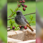 Hausrotschwanzmännchen Hausrotschwanzmännchen