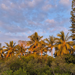 Pflanzenvielfalt der Insel