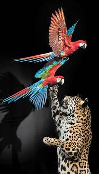 Jaguar und Gr&uuml;nfl&uuml;gelaras &copy;Carola Radke