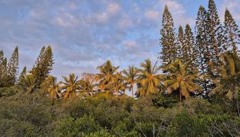 Pflanzenvielfalt der Insel &copy;G. Schwentek, H. Gubin