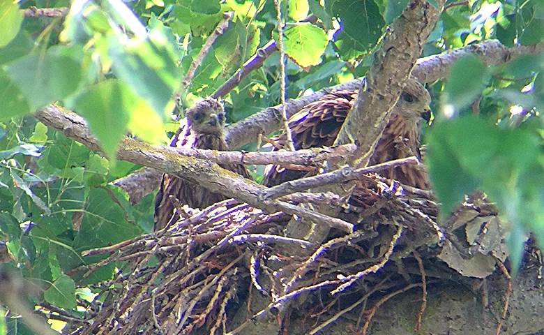 Greifvogelmonitoring